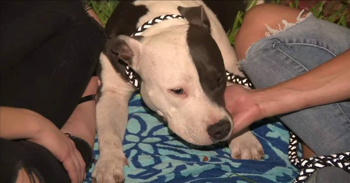 Il cane che è stato abbandonato dentro il cortile