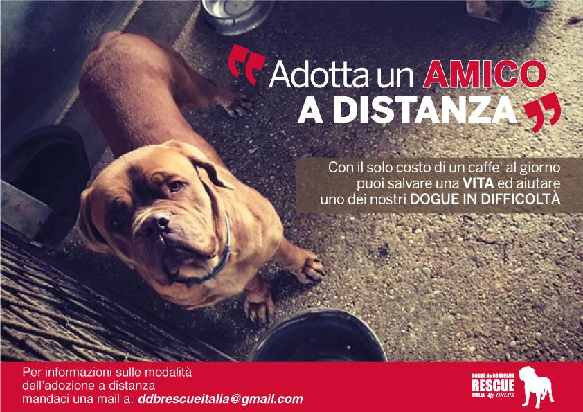 Adottare un cane