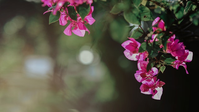 Bougainvillea-fiore