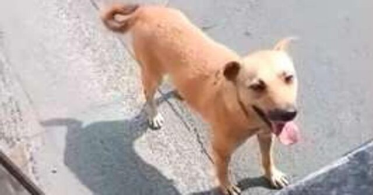 Cane randagio insegue un autobus finché l’autista non lo adotta