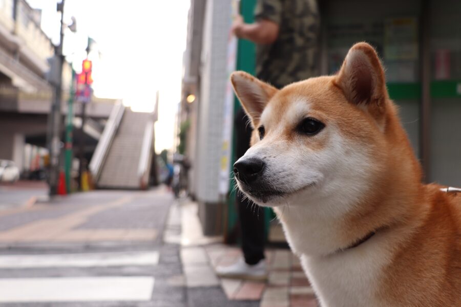 Come educare un cane alla città