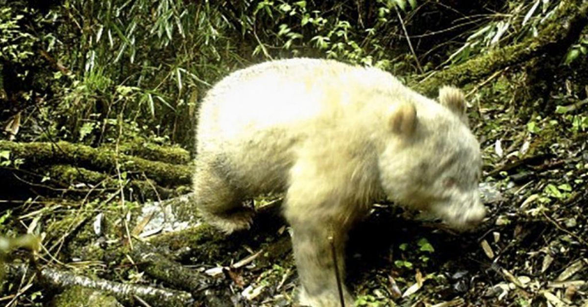 Fotografato esemplare di panda albino