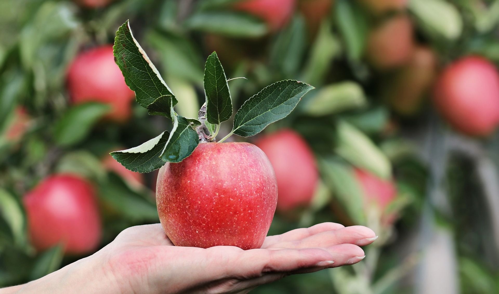 Giornata mondiale della biodiversità 2019