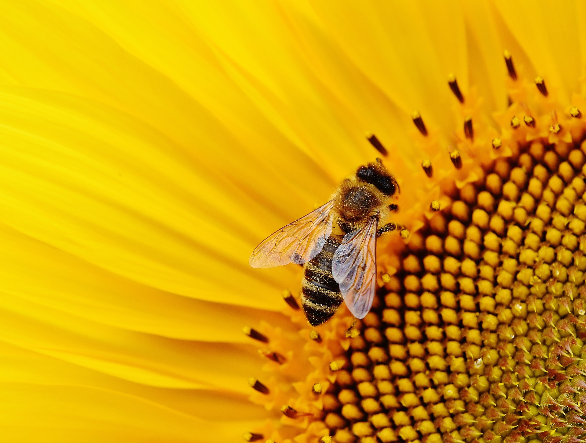 Oggi è la Giornata mondiale delle api 2019