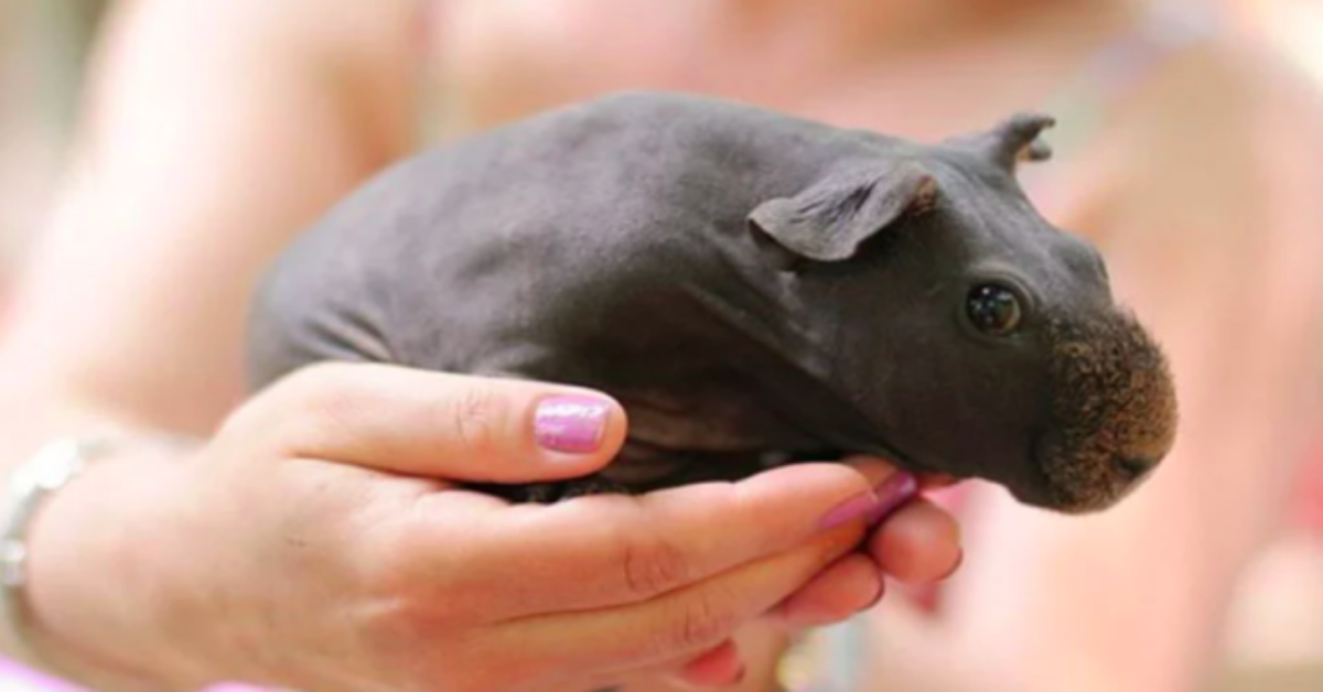 Gli skinny pig e la loro somiglianza con gli ippopotami