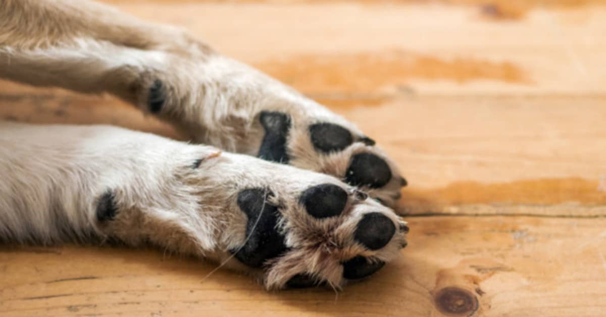 Tolse la vita ad un cane nel 2017. Settantenne è riuscito a patteggiare.