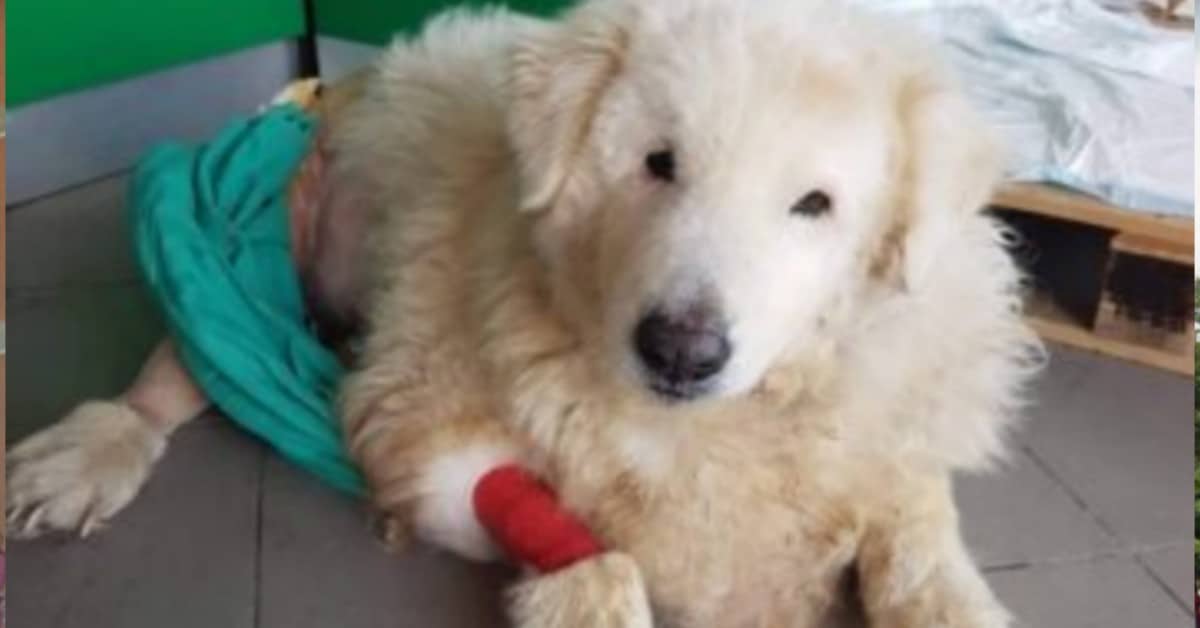 Pasquina, la cagnolina trovata ferita a Fiumicino, si è spenta