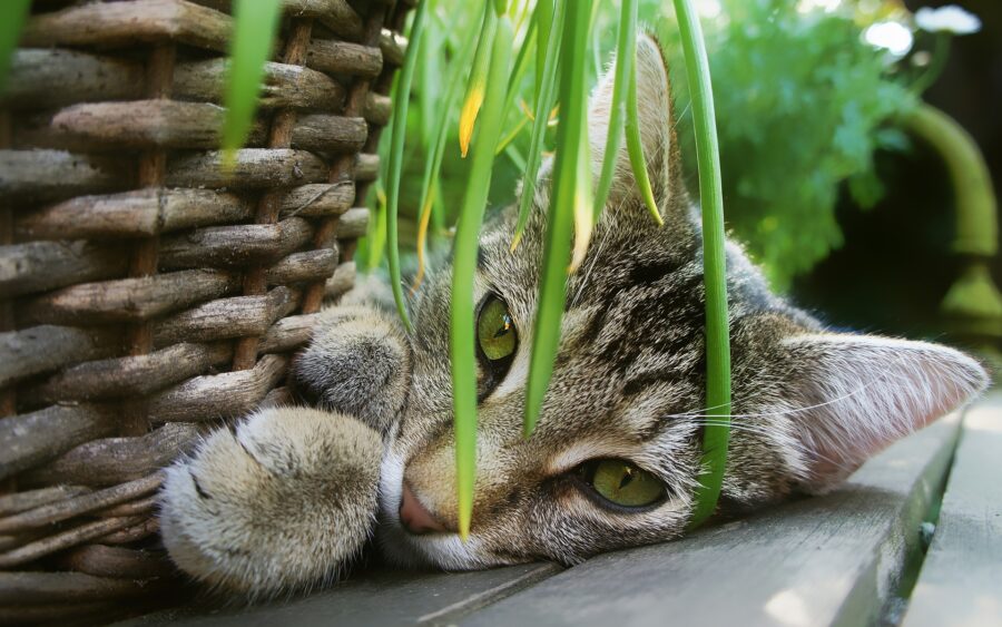 Piante velenose e non velenose per gatti