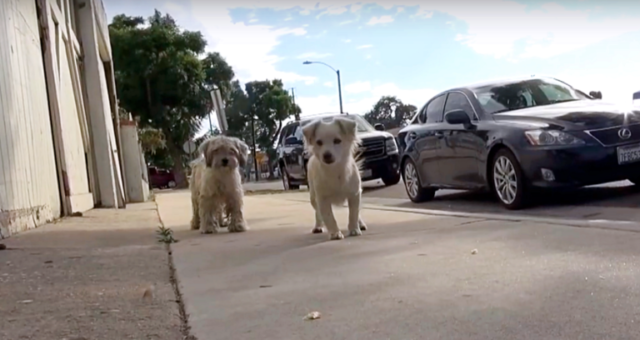 i-due-cuccioli-che-vivevano-per-le-strade-di-Los-Angeles