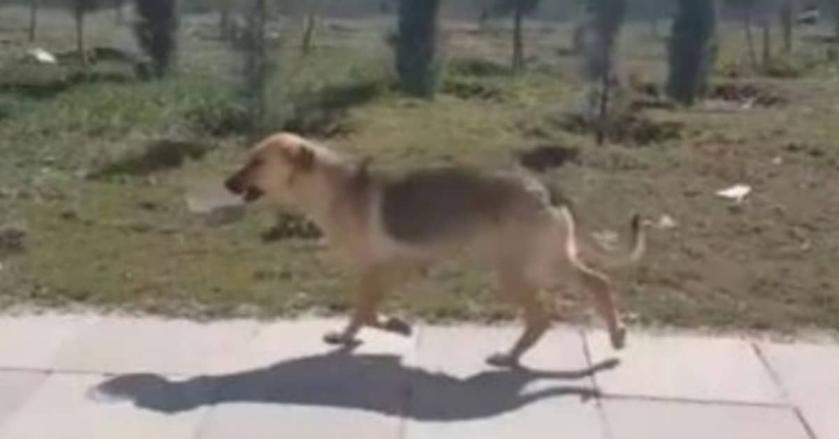 Un uomo vede un cane che cammina con una ciotola in bocca e decide di seguirlo