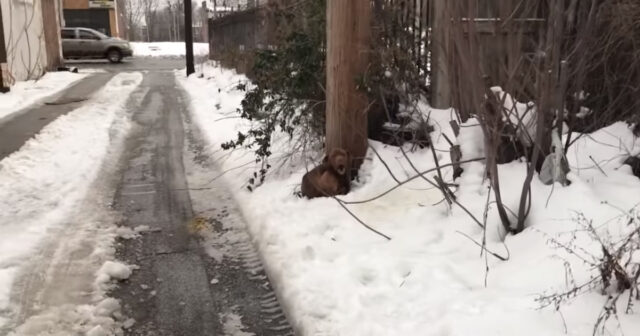 il-cane-abbandonato-in-mezzo-al-bosco