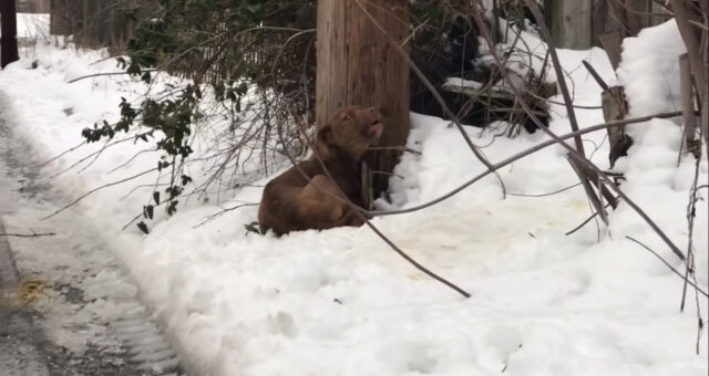 il-cane-abbandonato-in-mezzo-al-bosco 1