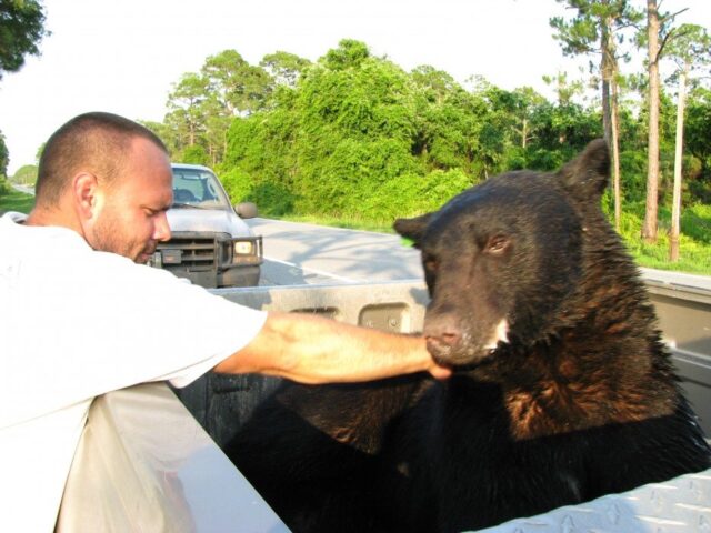 Orso-impaurito-entra-in-acqua 3