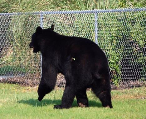 Orso-impaurito-entra-in-acqua