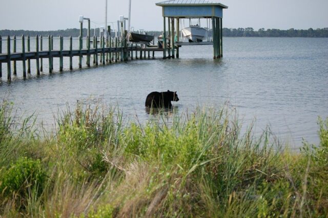 Orso-impaurito-entra-in-acqua 1