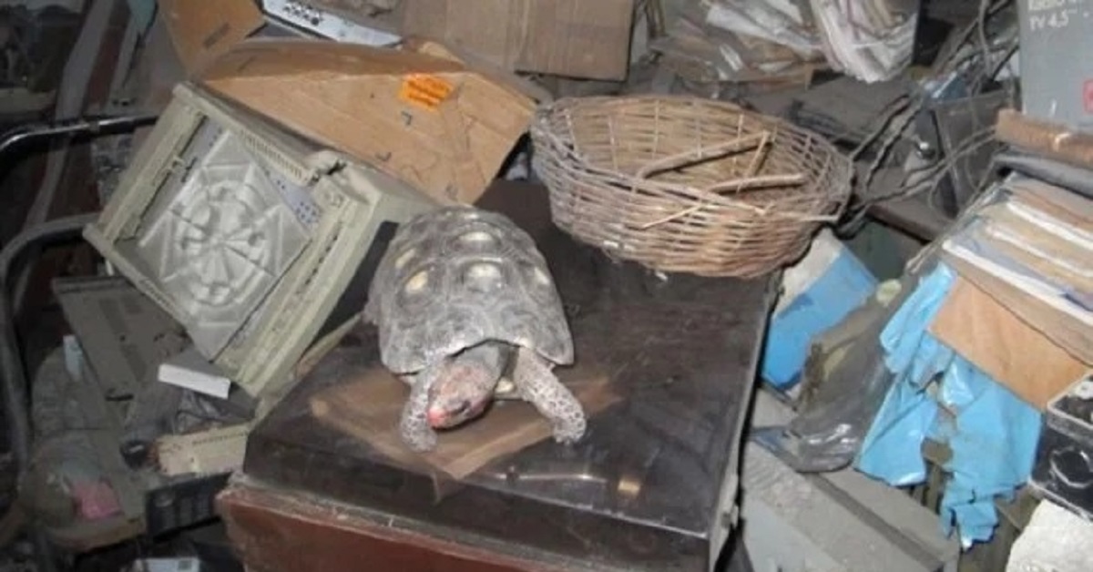 Brasile, famiglia pulisce casa e ritrova la tartaruga data per persa nel 1982
