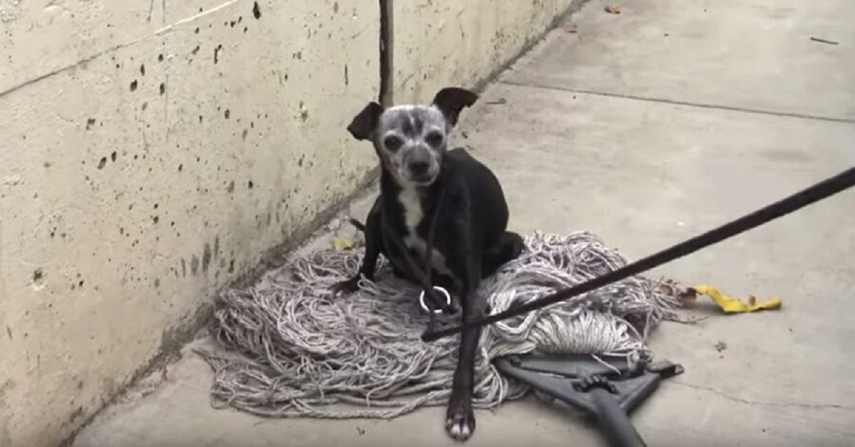 Soccorritori salvano un cane anziano che aveva trovato riparo su una vecchia scopa