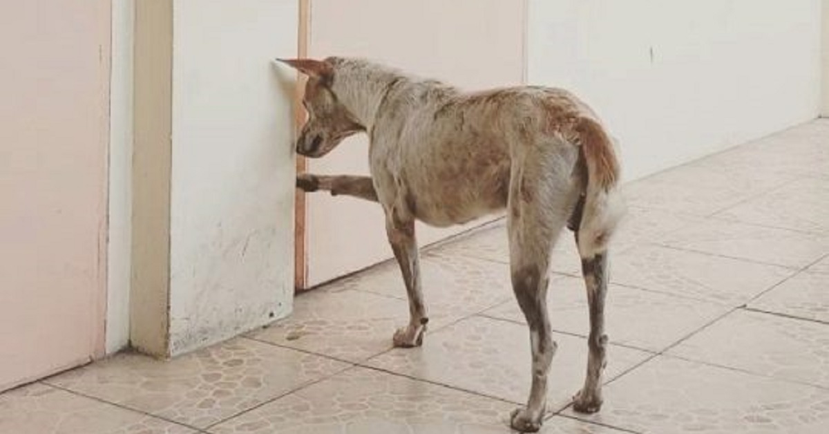 Cane dal cuore spezzato aspetta ogni giorno l’insegnante fuori dall’aula