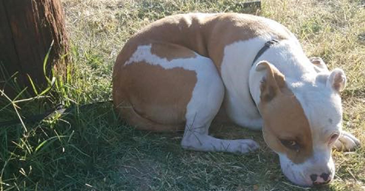 Polo, il cane salvato da una guardia giurata