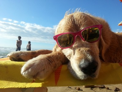 cane-spiaggia