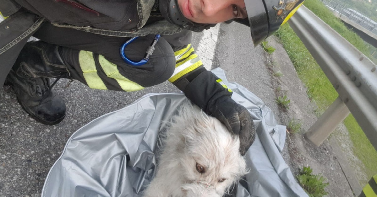Un cane con la zampa rotta è stato salvato dai pompieri ad Albino