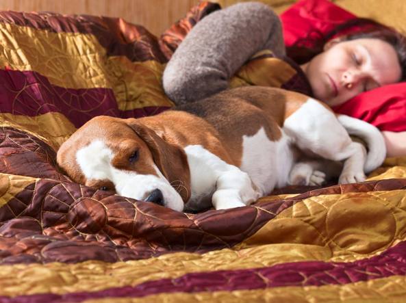 le-donne-preferiscono-dormire-con-il-loro-cane 3