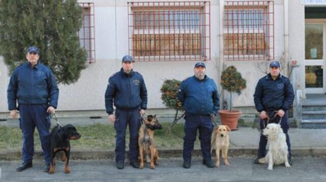 cani-poliziotto