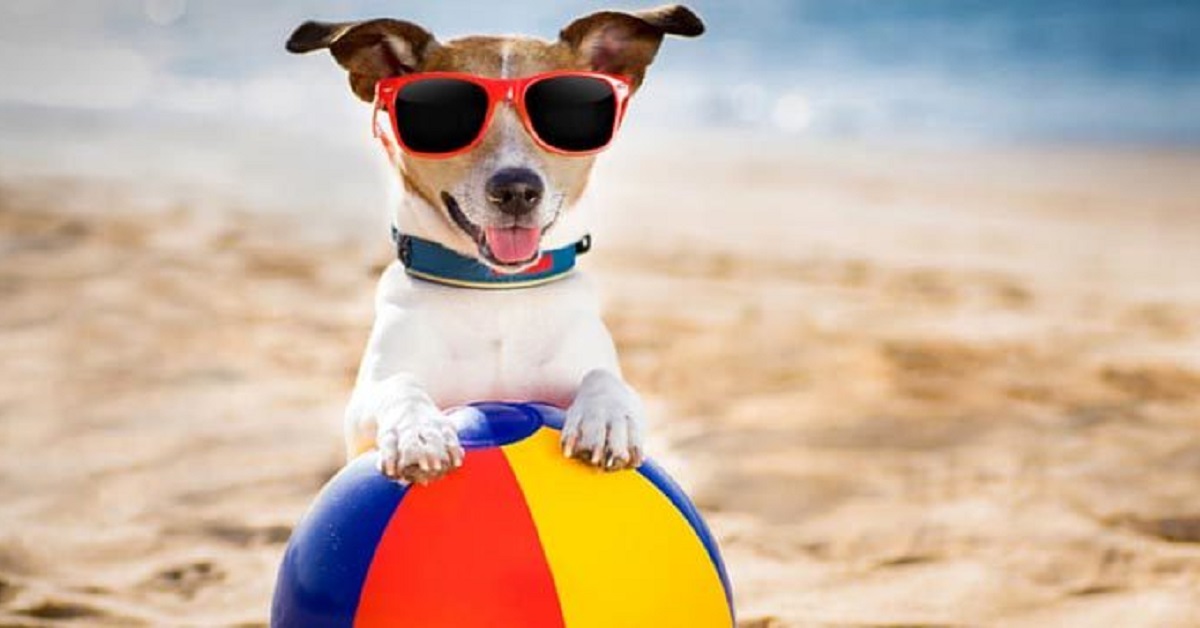 Cani in spiaggia: libero accesso dal TAR