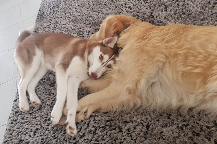 Risultati immagini per due cani in casa