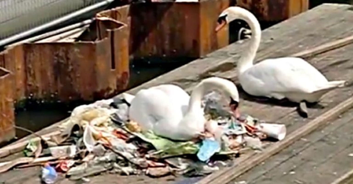 Cigni fanno un nido tra i rifiuti ad Amsterdam