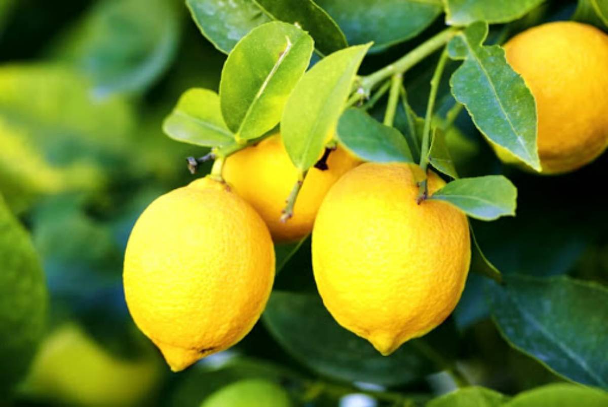 limoni gialli