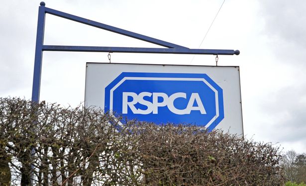 RSPCA