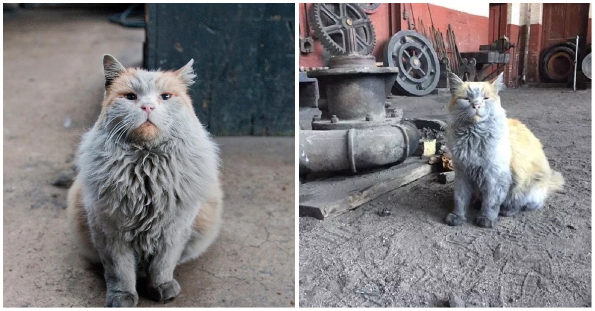 Dirt, il gatto sporco delle ferrovie del Nevada