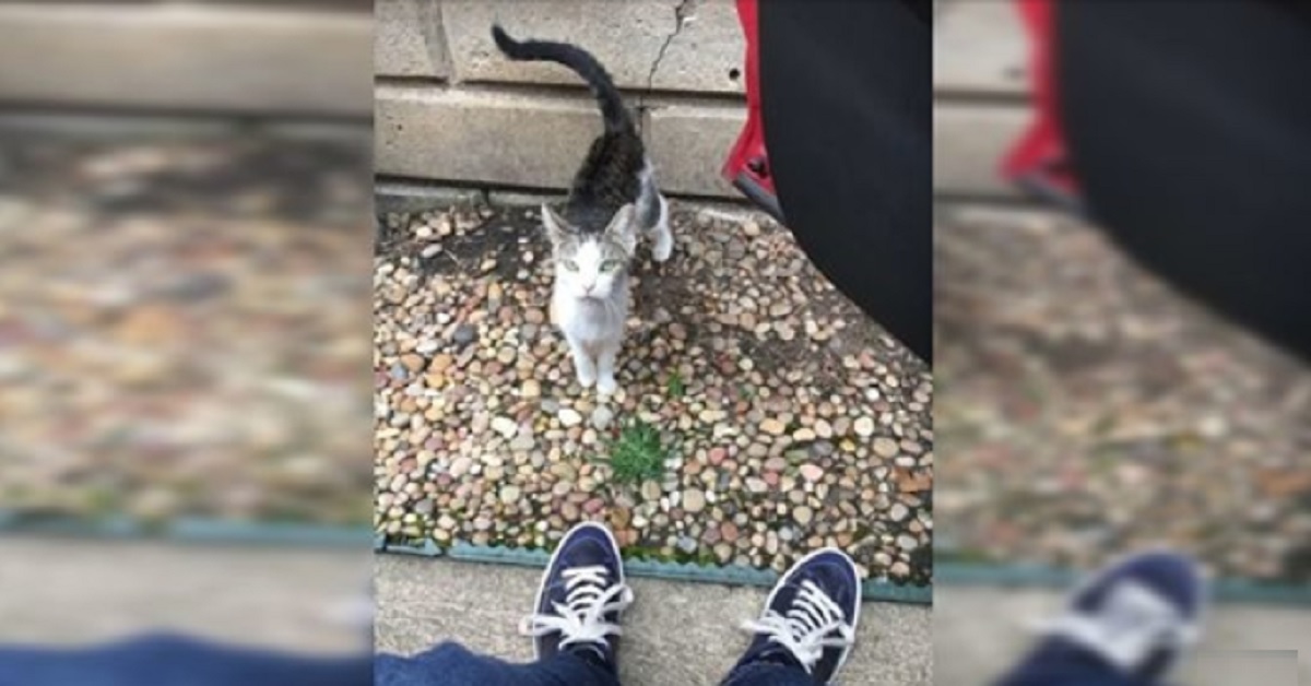 Famiglia lascia la gatta incinta per strada perché ha adottato due cani