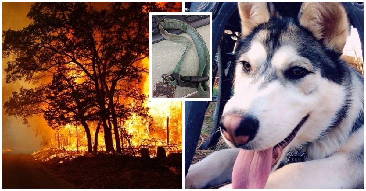 Famiglia ritrova il loro husky perso in un incendio nel bosco