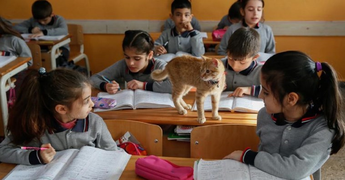 sbuca un gatto in classe