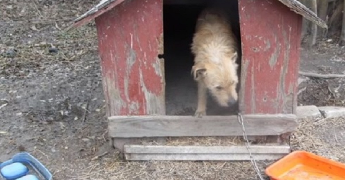 Il cucciolo che conosceva solo la parola No ha capito che cos’è la felicità