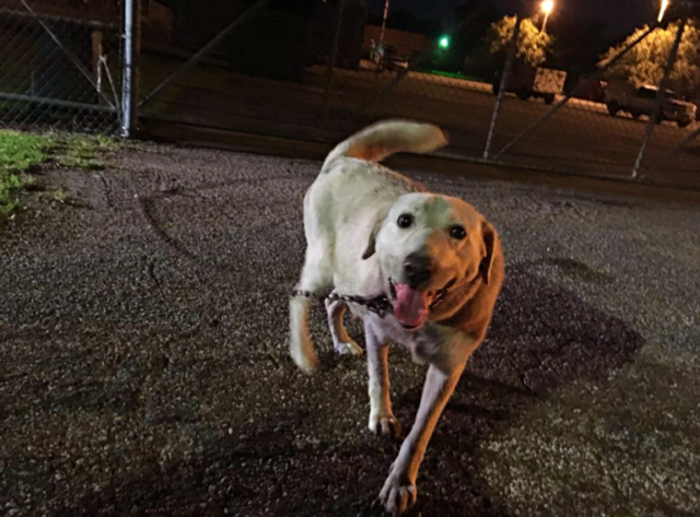 la-cagnolina-incinta-ed-abbandonata