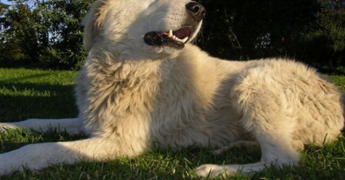 Biella: ladri tolgono la vita ad un cane