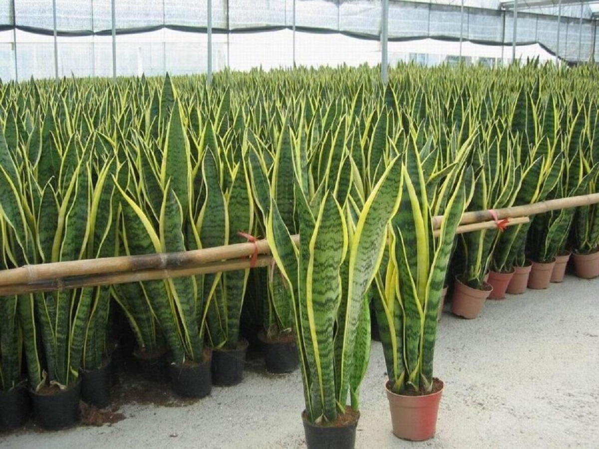 Sansevieria Trifasciata