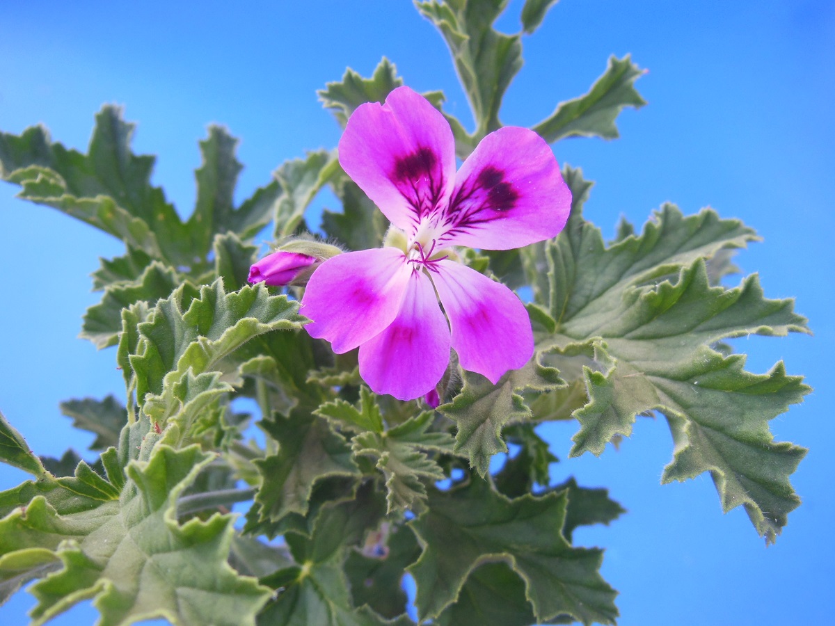 Pelargonium