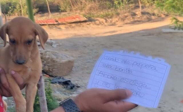 la-cagnolina-abbandonato-nel-sacchetto-della-spazzatura 2