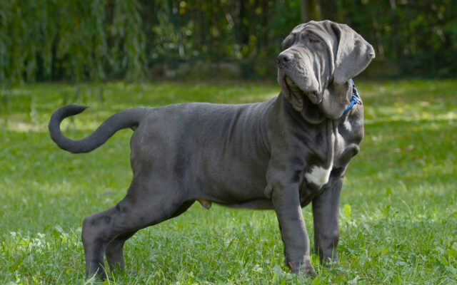 mastino-napoletano