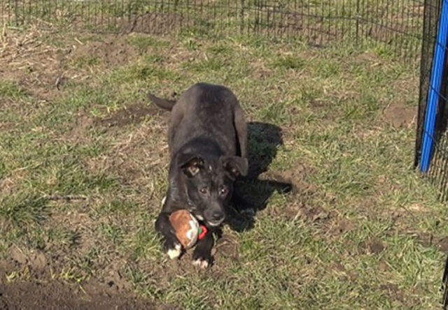 mina-la-cagnolina-molto-sfortunata 3