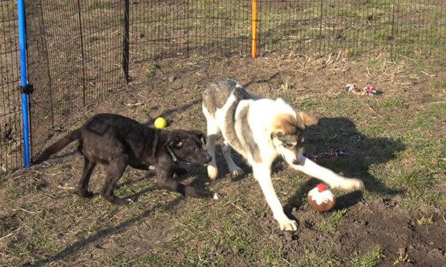 mina-la-cagnolina-molto-sfortunata 4