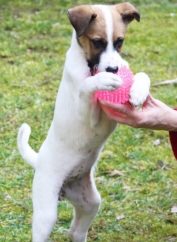 nina-la-cagnolina-di-benedicta-boccoli