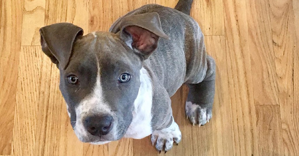 Pensava che il cane avesse una distorsione, invece la causa dei suoi problemi era un’altra