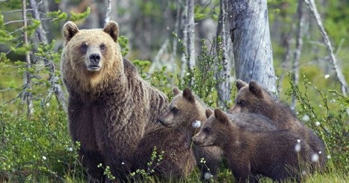 Peppina e i suoi cuccioli sono un tesoro d’Abruzzo