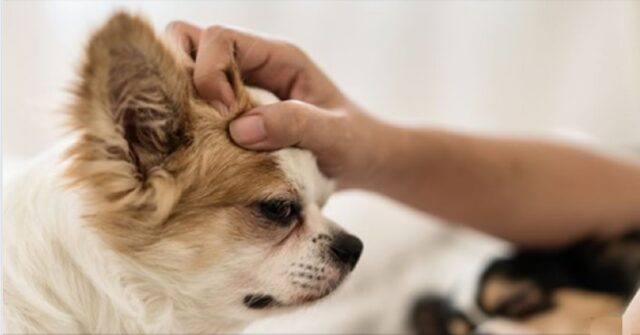 perche-non-dovresti-mai-accarezzare-il-cane-sulla-testa