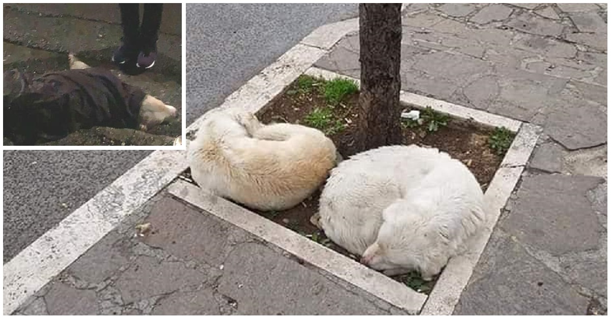 Pioggia e Sofia, le cagnoline di Trasacco